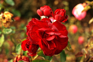 Fototapeta na wymiar Beautiful red flower in garden. Rose flower background. Roses flower texture