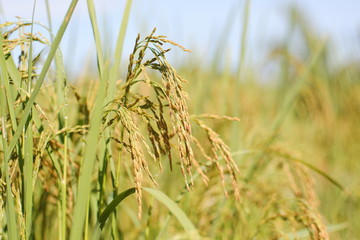 field of rice
