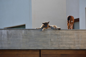 calm dogs on a flat roof
