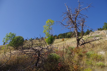 Arbre br&ucirc;l&eacute; suite &agrave; un incendie, la nature reverdit