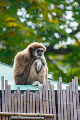 a gibbon sitting on a roof