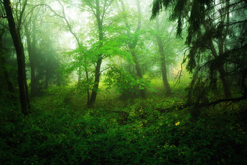 Nebel Stimmung und Atmosphäre im Wald