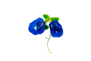 Butterfly Pea Flower and green leaf on isolated white background. Used for food coloring and herbal.(Clitoria ternatea)