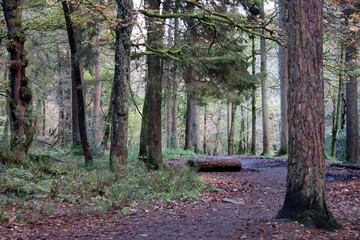 path in the forest