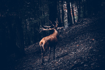 Ein Hirsch mit großen Geweih steht im Wald