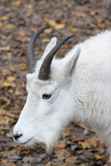 portrait of a rocky mountain goat