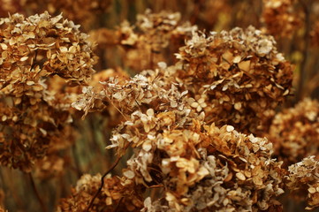 Dry flower photo Macro arctium Lappa, greater burdock.