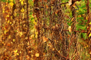 Foliage dry wild grapes on vintage wooden background with copy space.