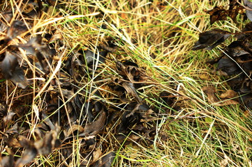 Close up of wild nature background. Nature background in the grass.