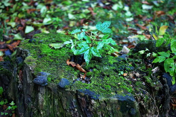 Autumn nature concept. An old tree stub covered with moss.