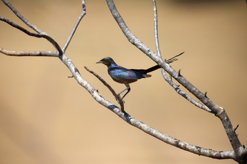 Meves's starling or Meves's glossy-starling (Lamprotornis mevesii) sitting on the branch with yellow background. Blue starling on the branch wit sandy riverbank so background.