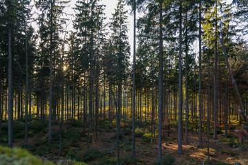 Autumn forest with sun rays, Austria landscape.