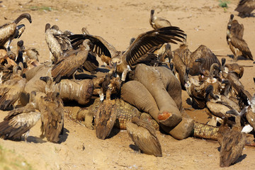 A flock of white-backed vulture (Gyps africanus) feeding on a large elephant by a river. Carrion scavengers on sandy river bank. Two vultures fighting for food sitting on an elephant skull.