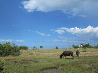 Fototapeta na wymiar scenery-Buffaloes & landscape in Sabah Malaysia.