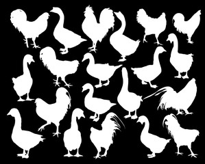 group of twenty farm bird white silhouettes