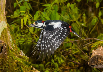 Great Spotted Woodpecker