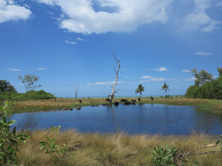 scenery-Buffaloes & landscape in Sabah Malaysia.