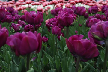 Tulip flower garden.Beautiful decorative plants bloom in spring season.Exotic colorful flowers background.Vibrant saturated colors and close up focus 