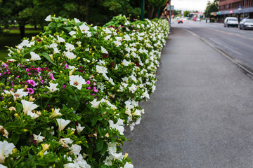 flowering bushes on city street