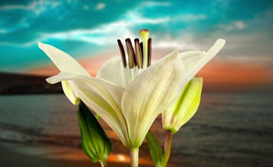 White lily flower on beach sunset background