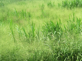 green grass in the field