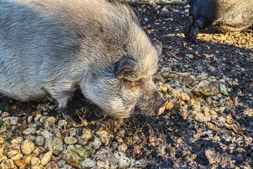pig on farm, a large pig walking in a forest yard over mud and leaves, light pet fur