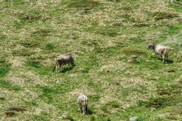 three gray North Tyrolean cows while grazing on a meadow, spring grass with remnants of dry grass from the previous year, in the Alpine pastures, cow grazing provides milk for cheese and tasty mea