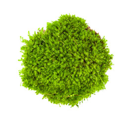 green moss  isolated on a white background top view