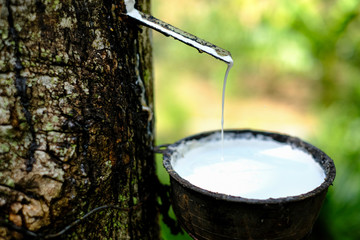 Fresh milky Latex flows into a plastic bowl in from para rubber tree