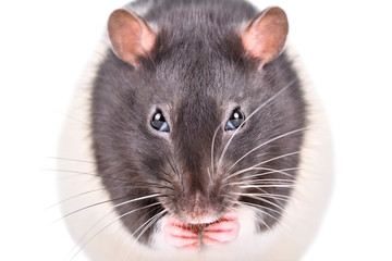 Funny sly rat, closeup, isolated on white background