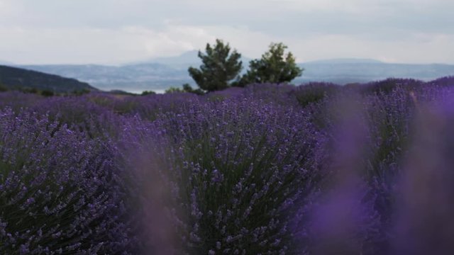 Close up of a lavender field with beautiful scenery mountains on the background