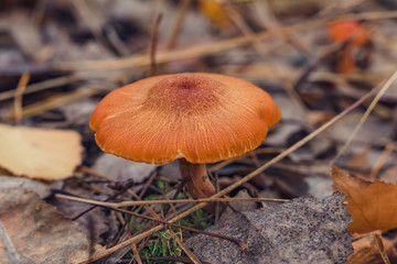 beauty ginger toadstool mushroom