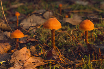 view of a beauty toadstool mushrooms in evening time