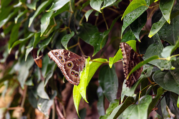 Tropical butterfly on leaves in garden