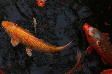 池の鯉