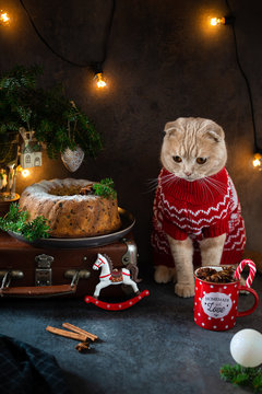 Unhappy Cat In Red Knitted Sweater Under The Christmas Tree With Cake And Decorations. Bad Christmas Mood, Loneliness Concept. Copy Space