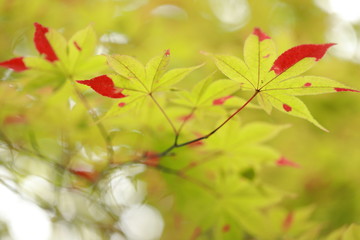 紅葉