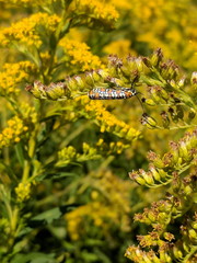 Ailanthus webworm moth on yellow flower in Toronto, Ontario, Canada