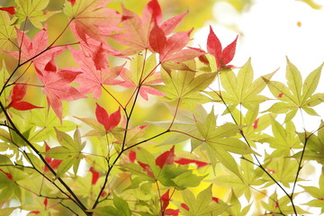 初秋の紅葉
