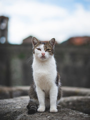 Gato posando para foto na muralha da cidade de Kotor em Montenegro. Chamada de cidade dos gatos.