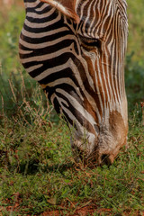 a zebra walking through a green meadow