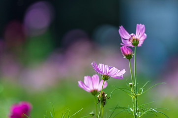Fototapeta premium pinkcosmos flower blooming in the field, green background