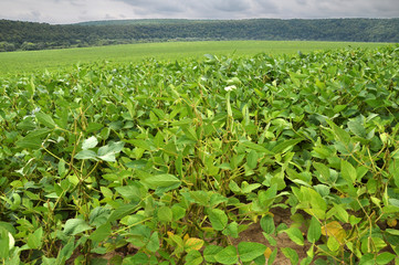 The field grows soy
