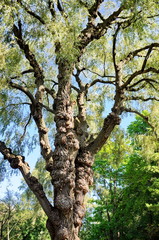 Weeping Golden Willow Tree in Toronto, Ontario, Canada.