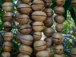 The texture of the dry shell of a decorative fruit hanging on threads. Thailand