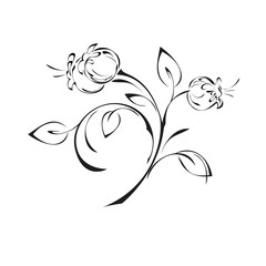 three flower buds on curved stems with leaves in black lines on white background
