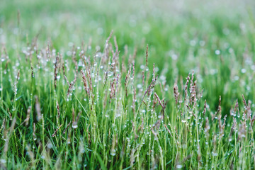Green grass with water drop in the garden