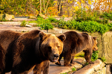 Obraz na płótnie Canvas Two brown bears walk and look at the camera.Bears in the autumn background.