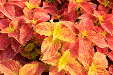 Coleus in the nursery