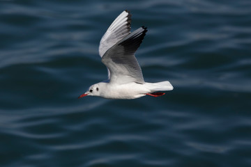 ユリカモメ飛翔